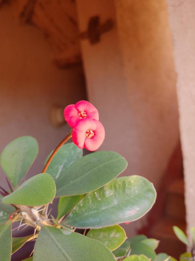 Bed and Breakfast Les Jardins Du M'Goun Kelaat-M'Gouna Exterior foto