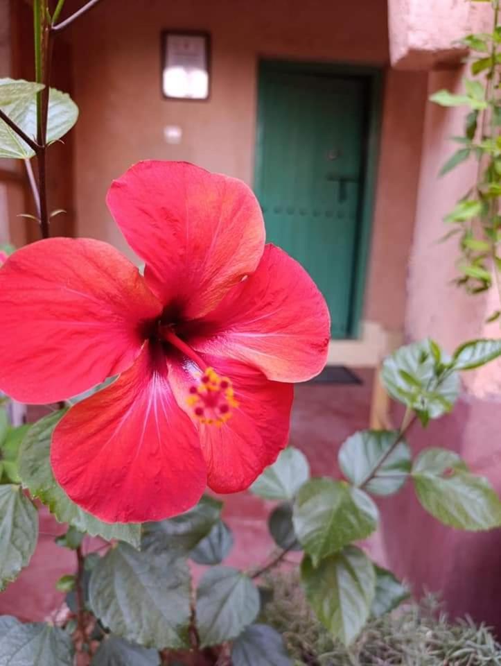 Bed and Breakfast Les Jardins Du M'Goun Kelaat-M'Gouna Exterior foto